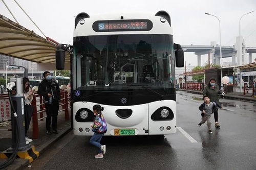 国宝级可爱 上海熊猫公交车上路,车顶自带熊猫小耳朵